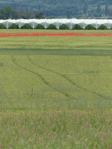 Variété des cultures au quartier des Autarets : pré de fauche, champ de céréales et verger.