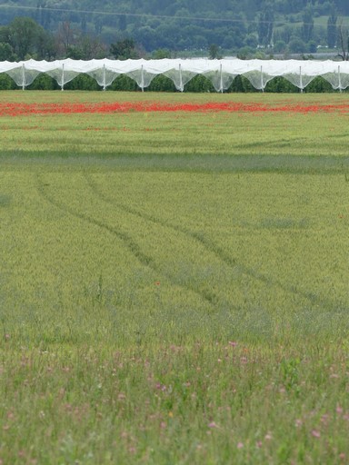 Variété des cultures au quartier des Autarets : pré de fauche, champ de céréales et verger.