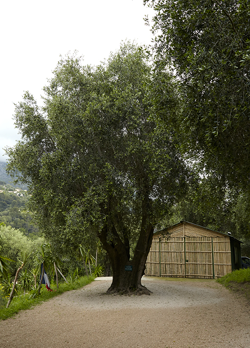 Entrée (vue d'ensemble de l'olivier isolé et de la remise).