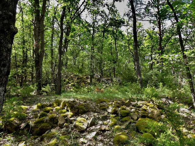 Terrasses agricoles abandonnées installées entre des talus-pierriers, à Baudon.