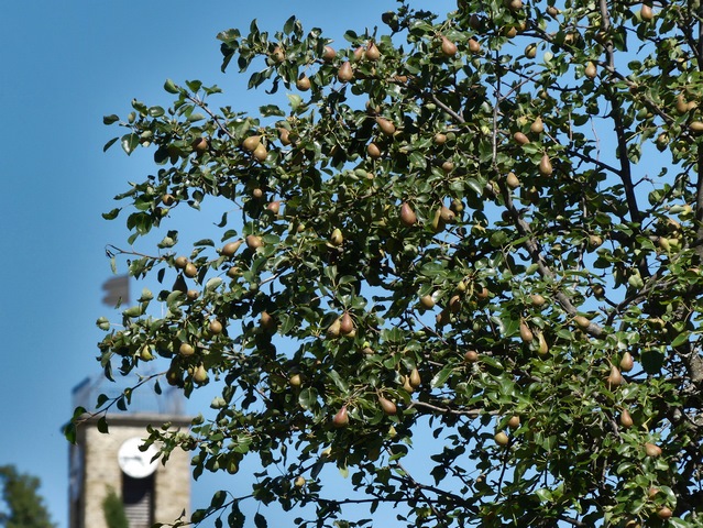 Poirier, au Grand Pré.