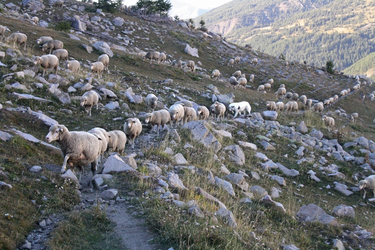 Troupeau en file le long d'une draille dans la pâture de Mouriès-Lignin (Colmars).