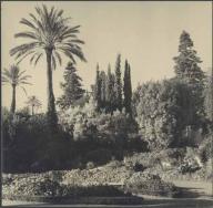 jardin d'agrément de la Villa Araucaria