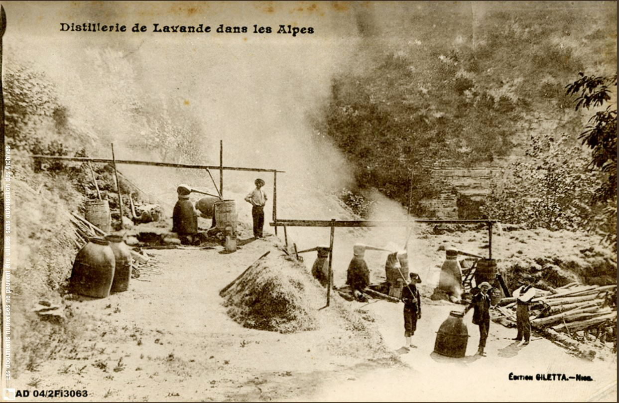 parfumeries (distilleries de lavande) du Pays Asses, Verdon, Vaïre, Var