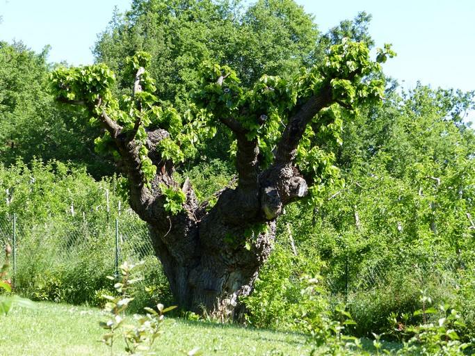 présentation de l'ancienne commune de Châteauneuf-de-Chabre