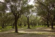 Verger et jardin public (oliveraie) : Le Pian dit aussi Parc du Pian
