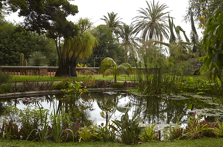 Jardin des plantes d'eau : étang à la fin du printemps.