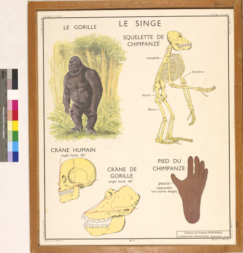 ensemble de 16 affiches pédagogiques de la série Tableaux de Sciences : les animaux