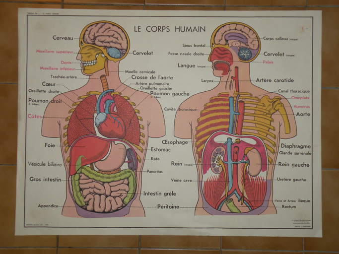 ensemble de 16 affiches pédagogiques sur la santé et le corps humain