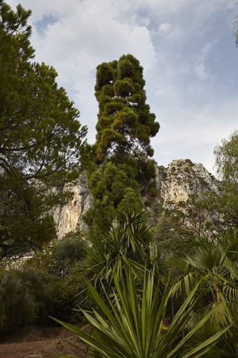 Jardin supérieur : pin des Canaries (vue de situation).