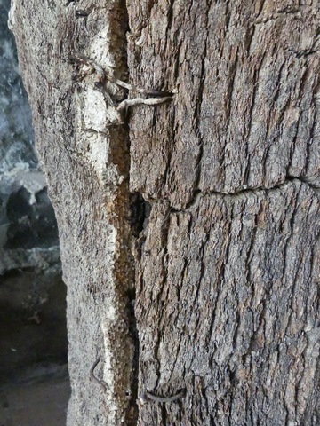 Détail des ligatures en fil de fer.