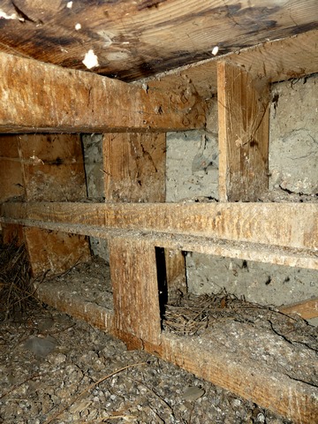 Espace sous le toit, pigeonnier. Boulins en menuiserie.