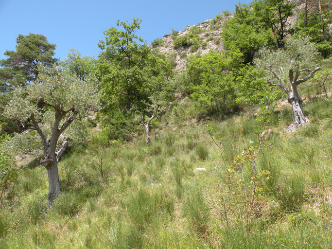 Vestiges d'une oliveraie à proximité de la ferme du Grand Cheinet.