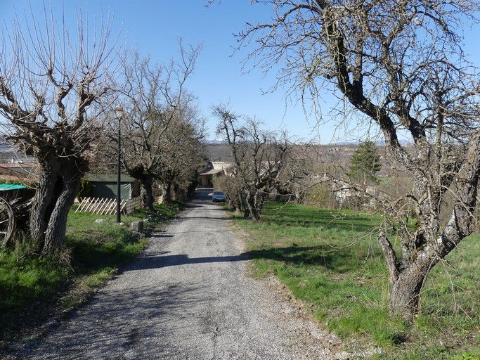 Allée de mûriers, à la ferme de la Grange (les Chabanons).