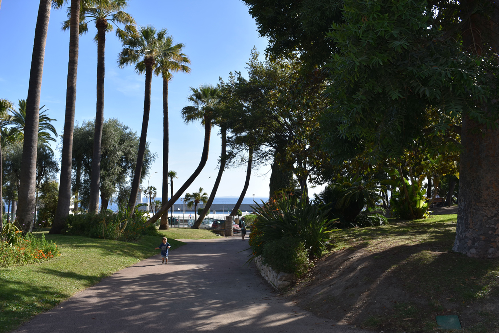 L'alignement des Washingtonia sp. le long de l'allée d'entrée du parc Vigier, photographie Marie Hérault.
