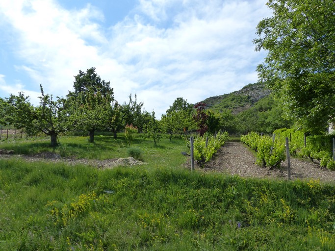 Vigne et verger de cerisiers, au quartier du Grangeon.