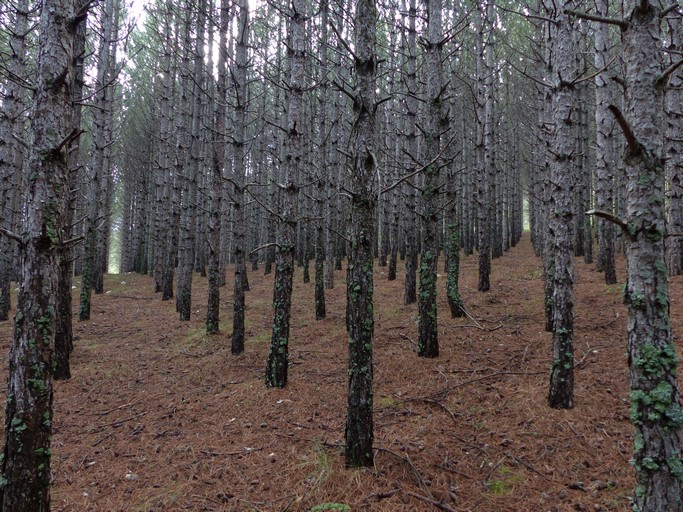 Plantation de pin noir, quartier d'Armand.