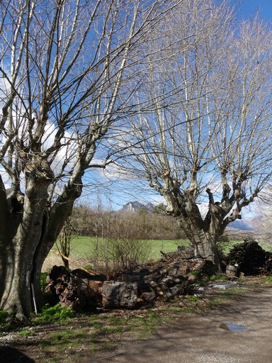 Platanes. Ferme du Virail (Ribiers).