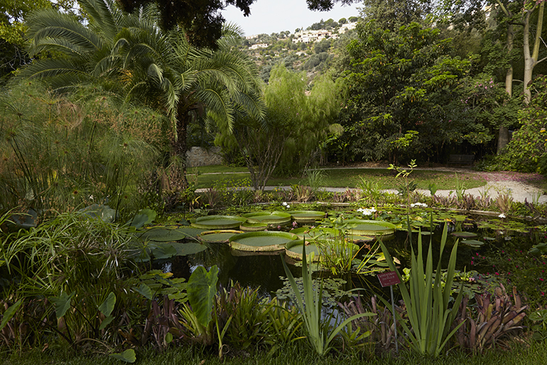 Jardin des plantes d'eau : étang à la fin de l'été.