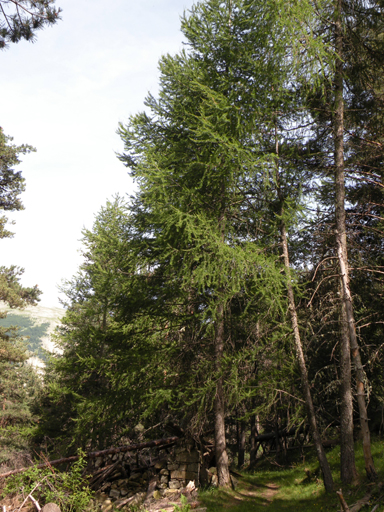 Forêt de mélèzes, au quartier du Mélé.