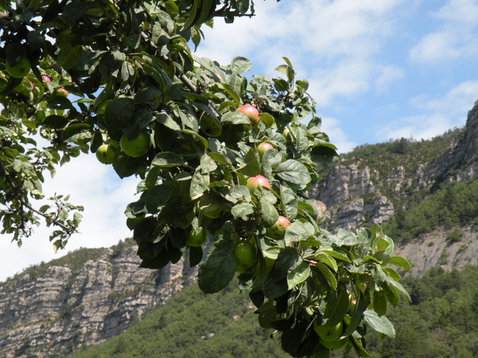 présentation de la commune de Saint-Julien-du-Verdon