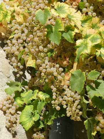 Treille de vigne.