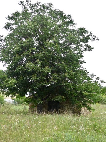 Grand marronnier planté devant un entrepôt agricole, aux Coings.