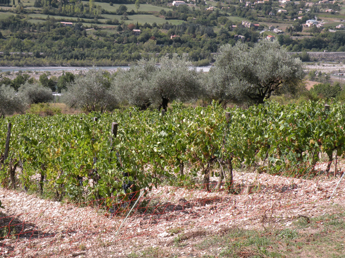 Entrevaux. Vigne et oliviers au quartier du Brec.