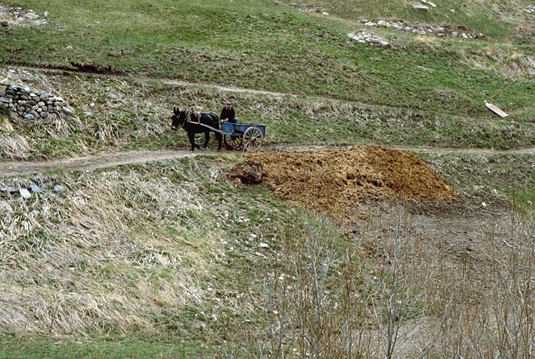 voiture utilitaire à énergie animale : tombereau