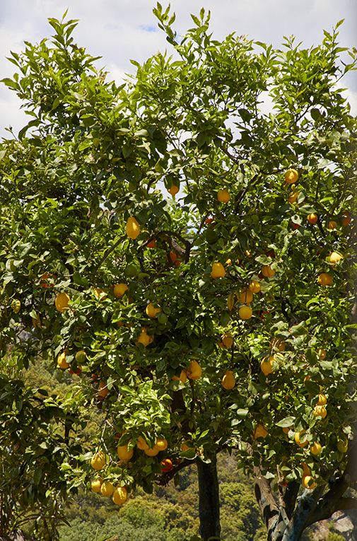 Citronniers.