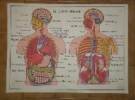 ensemble de 16 affiches pédagogiques sur la santé et le corps humain