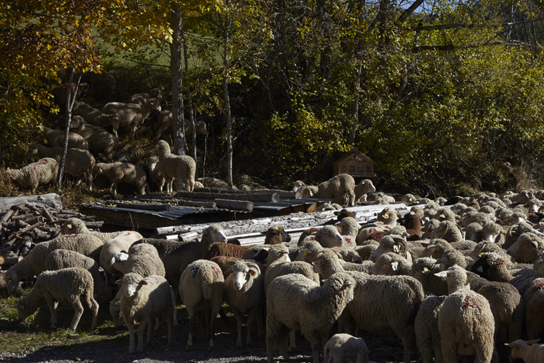 Troupeau d'ovins à Clignon Haut.