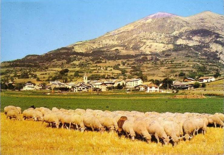 [Moutons dépaissant dans un pré aux abords du village de Thorame-Haute : une image plus que jamais d'actualité.]