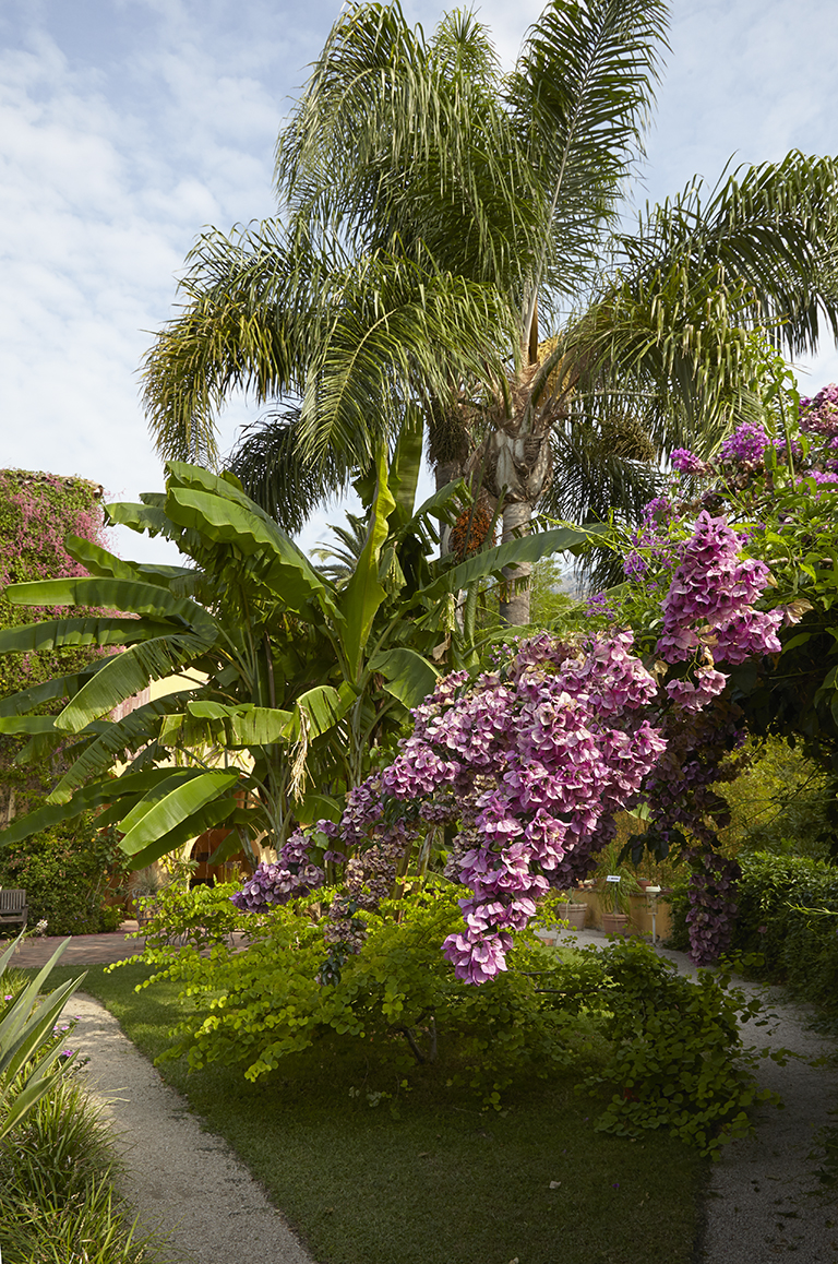 Jardin régulier : bougainvillée.