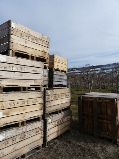 Caisses à pommes dans un verger, quartier du Rata.