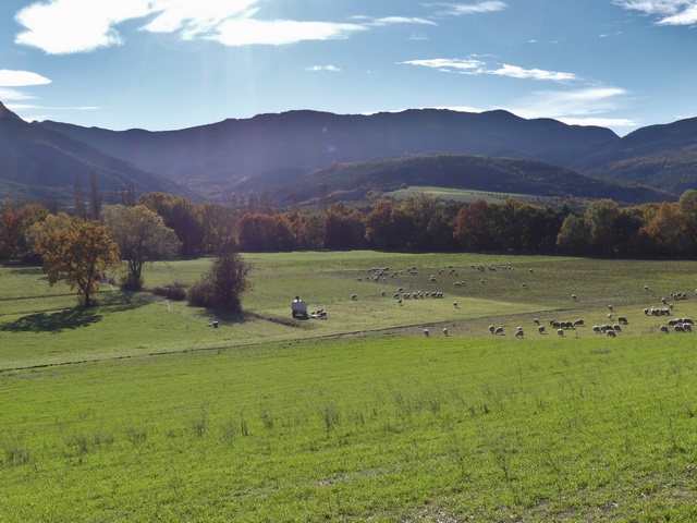 Troupeau de moutons pâturant les prés de fauche et les champs de céréales après la récolte, à la Palu.