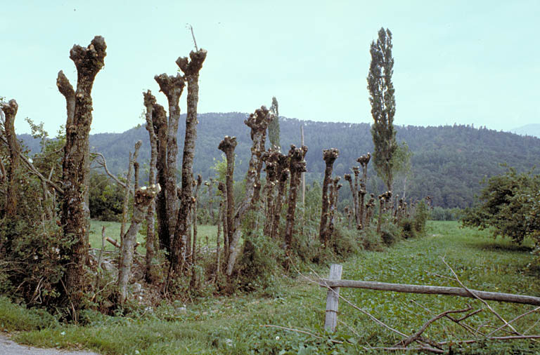 présentation de la commune de La Motte-en-Champsaur