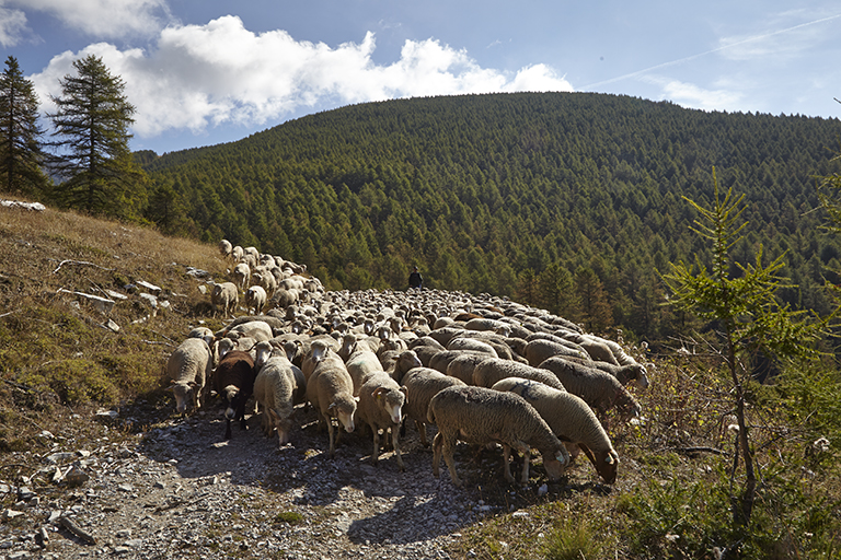 L'écart, directement relié aux pâturages d'estive, est historiquement tourné vers l'élevage ovin. Ici, troupeau de moutons avec berger redescendant vers Ondres. Quartier de Champ Sarret.