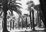 jardin d'agrément de la Villa Springland