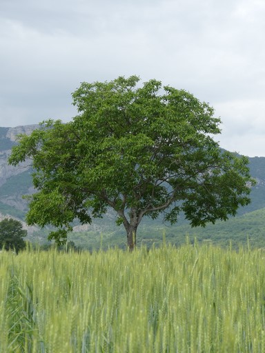 Noyer isolé dans un champ de céréales, au quartier de la Prairie.