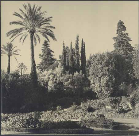 jardin d'agrément de la Villa Araucaria