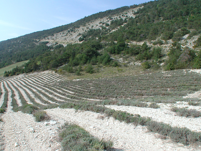 présentation de la commune de Moriez