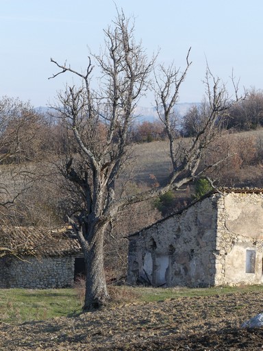 Grand amandier, au quartier du Verger.