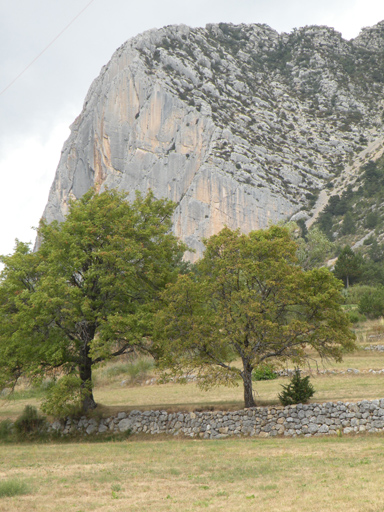 Clarnes. Mur de terrasse en pierre sèche et frênes à ramées.