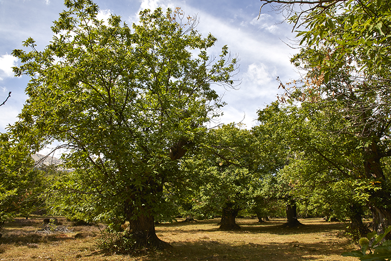 Le Fugeret. Paysage de châtaigneraie.