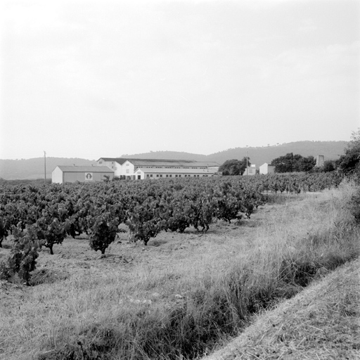 coopérative vinicole Les Celliers de Ramatuelle