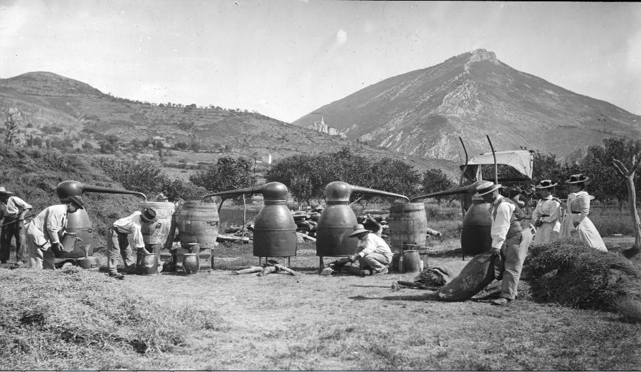 parfumeries (distilleries de lavande) du Pays Asses, Verdon, Vaïre, Var