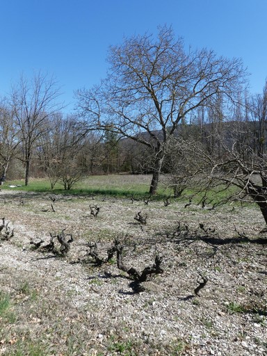 Vigne et verger, au quartier des Peyrouses.