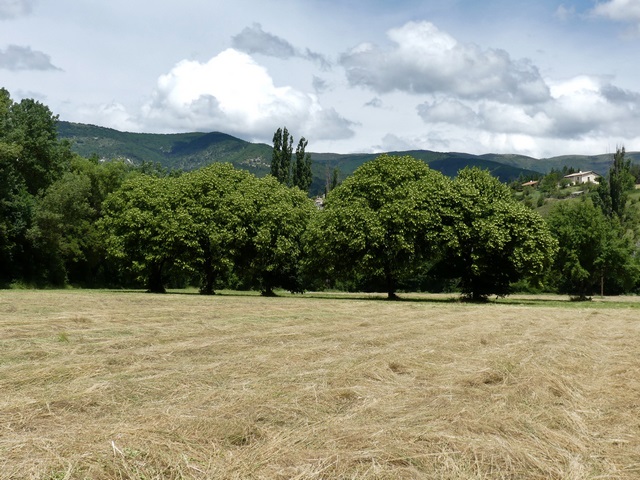 Alignement de tilleuls et pré de fauche, à Pié Léger.