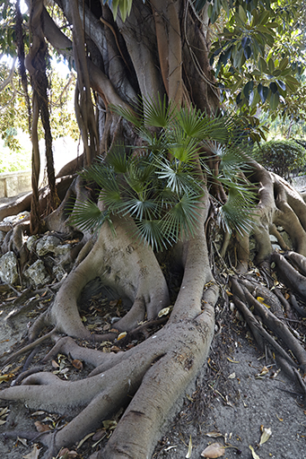 Racines d'un ficus macrophylla.